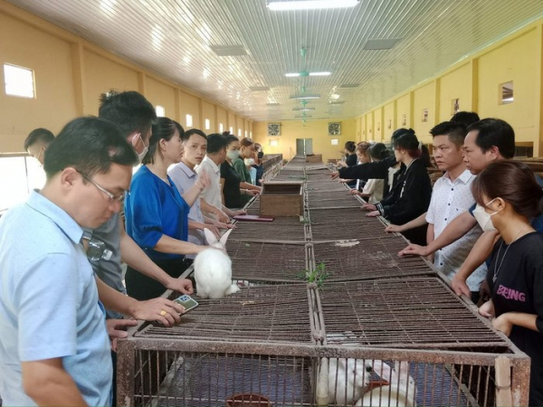 Trường Cao đẳng Bắc Kạn tổ chức cho học sinh đi tham quan tại Trung tâm nghiên cứu dê, thỏ Sơn Tây, Hà Nội. Ảnh ITN.